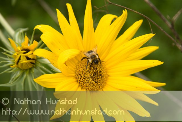 Flower_2008-09-27_IMG_2157